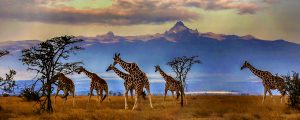 safari in kenya