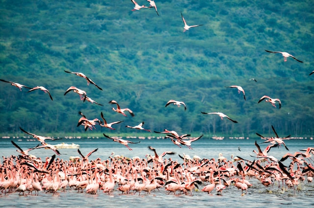 Fenicotteri con fiume del Kenya