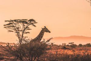 Giraffa del Kenya
