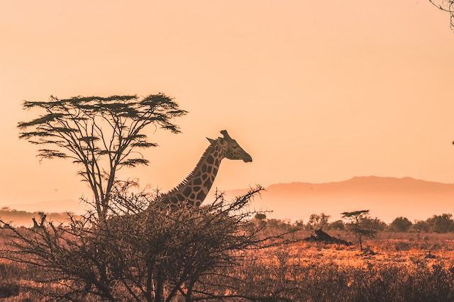 Giraffa del Kenya