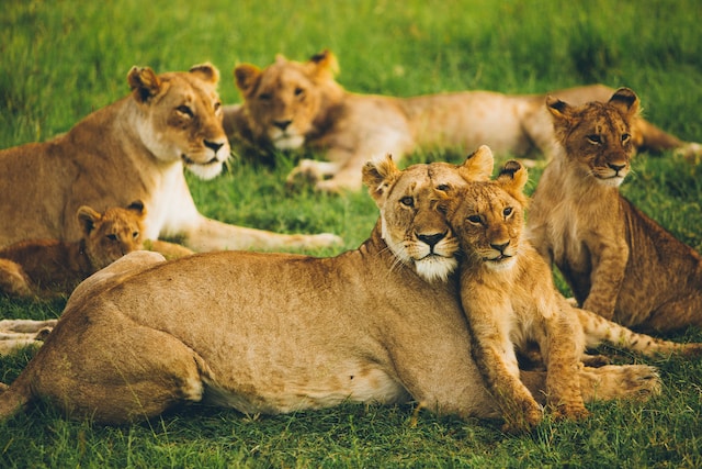 Safari in kenya